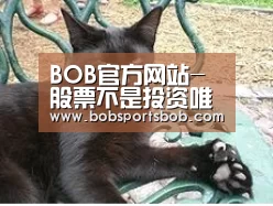 BOB官方网站-股票不是投资唯一渠道 保险应该成为理财“标配”(图2) BOB体育